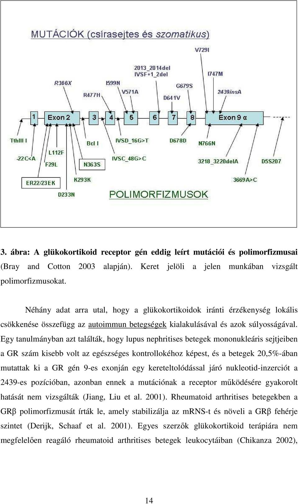 Egy tanulmányban azt találták, hogy lupus nephritises betegek mononukleáris sejtjeiben a GR szám kisebb volt az egészséges kontrollokéhoz képest, és a betegek 20,5%-ában mutattak ki a GR gén 9-es
