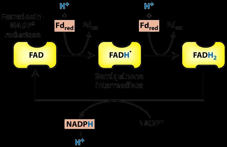 A fotoszinetikus apparátus Kloroplasztisz sztóma NADP- H+ NADPH ADP Pi fény e- PSII OEC H 2 O O 2 H+ plasztokinon PQ Vízpontó komplex (oxigen evolving complex) Citokróm b 6 f b 6 f e- PC fény