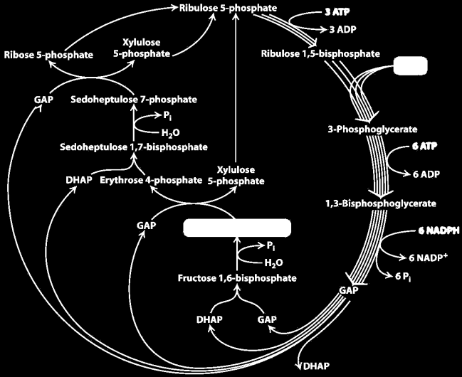 Calvin ciklus 3 3 ADP 3. szakasz: REGE- NERÁCIÓ Bemenet 3 (ciklusonként CO egy) 2 Rubisco 1.
