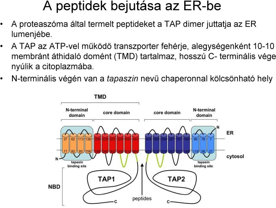 A TAP az ATP-vel működő transzporter fehérje, alegységenként 10-10 membránt