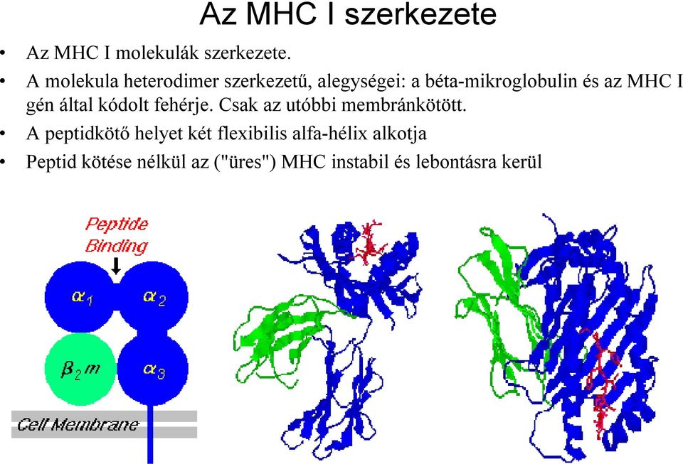 MHC I gén által kódolt fehérje. Csak az utóbbi membránkötött.