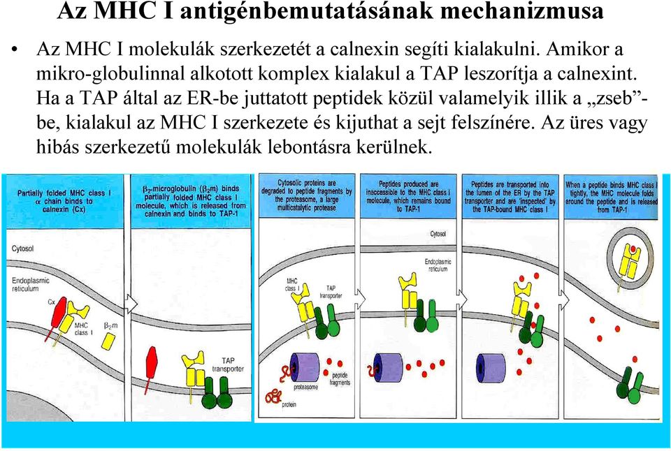 Ha a TAP által az ER-be juttatott peptidek közül valamelyik illik a zseb - be, kialakul az MHC I