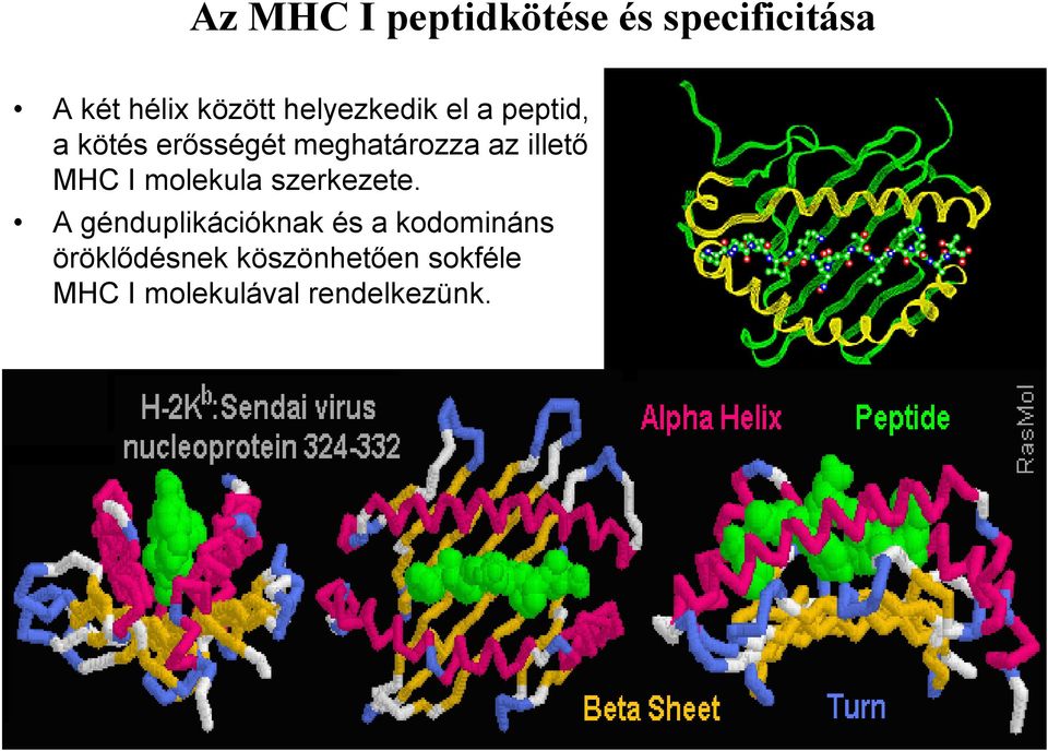 illető MHC I molekula szerkezete.
