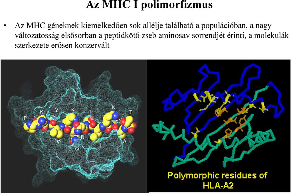 változatosság elsősorban a peptidkötő zseb aminosav