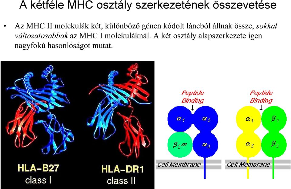össze, sokkal változatosabbak az MHC I molekuláknál.