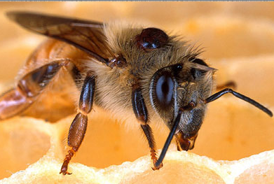 A varroózis hatása kifejlett méhekre