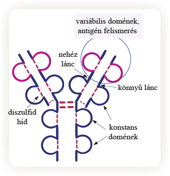 11. ábra Az ellenanyag molekula szerkezete Az ellenanyag molekulát két azonos nehéz lánc és két azonos könnyű lánc alkotja.