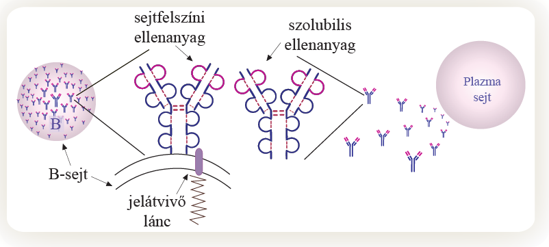 12. ábra Az ellenanyag molekula sejtfelszíni és oldatban megjelenő formája Az ellenanyag molekula megjelenik a B-sejtek felszínén, ahol a B-sejtek antigén-felismerő receptora.