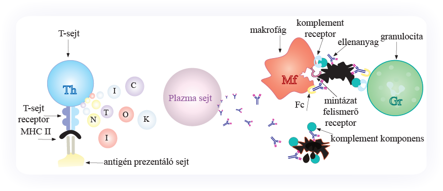 fagolizoszómáiban. Ha ez mégsem történne meg, a baktériumok különféle antigénjeit a makrofágok MHC II molekulák segítségével bemutathatják a Th sejtek számára is.
