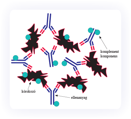 25. ábra Az immunkomplexek Az antigént, az azt felismerő ellenanyagot és általában az ezekhez kapcsolódó komplement komponenseket együttesen tartalmazó komplex.