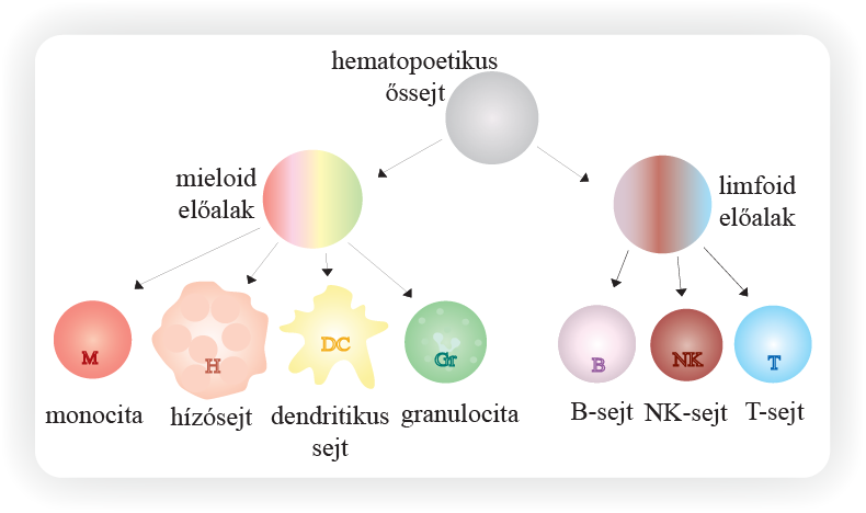 A mieloid fejlődési útvonalon keletkeznek pl.