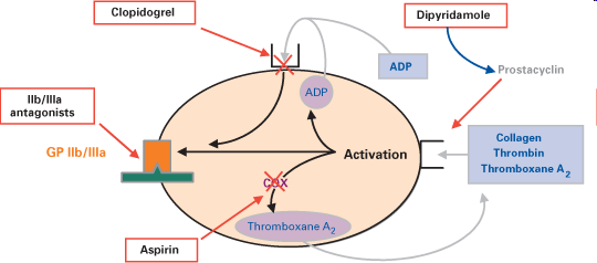 Tct aggregáció gátló - thienopiridinek A tct purin receptorokon irreverzibilisen antagonizálják az adenosin diphospatot