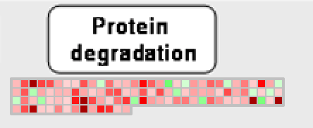 Protein lebontásban résztvevő Arabidopsis gének BR-ben betöltött szerepének vizsgálata mutáns növények segítségével A proteináz génekben mutáns növények kiválasztásához kétféle megközelítést