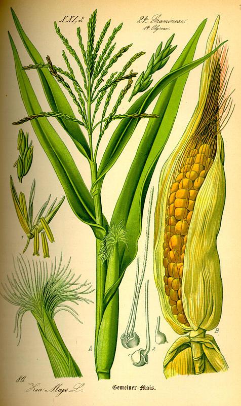 Kukorica - Zea mays emt:100-400g egylaki, vált ivarú növény címer: buga nővirágzat: torzsa