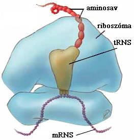 Riboszómális (r)rns 7.