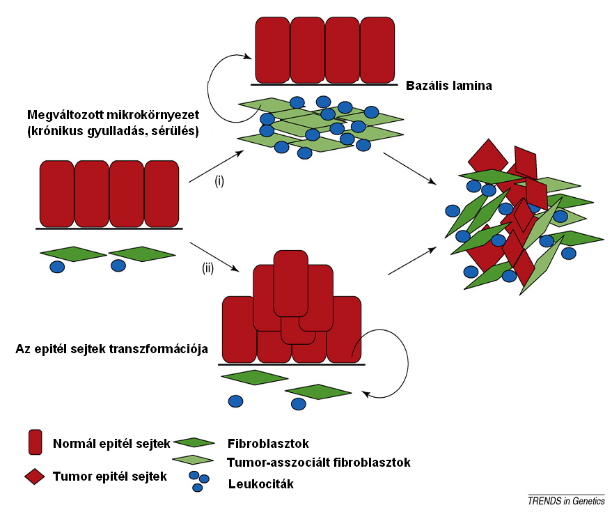 II. 2. ábra: A tumor és a tumor sztróma sejtek ko-evolúcióját bemutató sematikus ábra. Magyarázat a szövegben. Készült [8] nyomán.