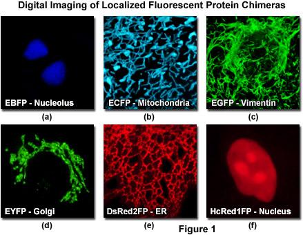 Extrinsic (külső) fluorofórok Direkt jelölés festékekkel: Danzil Rodamin IAEDANS IAF FITC Fluoreszcensen jelölt toxinokkal: Falloidin