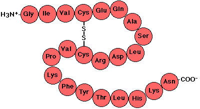 kazein) Transzport fehérje (hemoglobin) Hormon fehérje (inzulin) Receptor fehérje