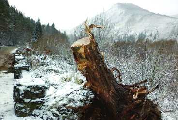 A Maros völgyének felsõ szakaszában található (Maros szoros Naturpark területén) 10,56 hektáros célterület állapota az elmúlt idõszakban leromlott a vízvédelmi munkálatok következtében