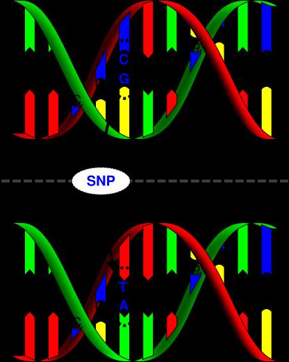 SNP-k & fenotípus SNP Single Nucleotide Polymorphism