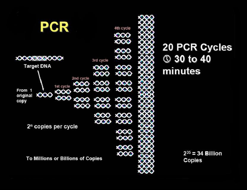 PCR - ismétlés 4.