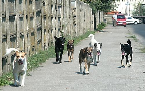 Mit jelent az, hogy kóbor kutya?