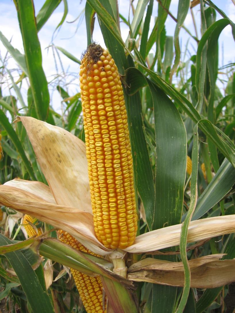 Kukorica betakarítása, beltartalom Különböző betakarítási módok (felhasználás szerint) csöves száraz szemes nedves szemes CCM - corn cob mix LKS - Liesch Kolben