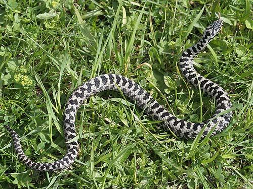 Keresztes vipera Vipera berus Kettıs-halántékablakúak - Diapsida Lepidosauria Pikkelyes hüllık - Squamata Kígyók -Serpentes Viperafélék - Viperidae