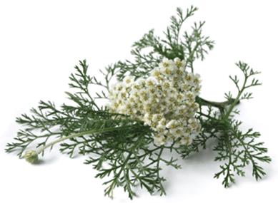 összetvők: - karvon (50-60%) - dihidrokarvon - limonén - karveol -