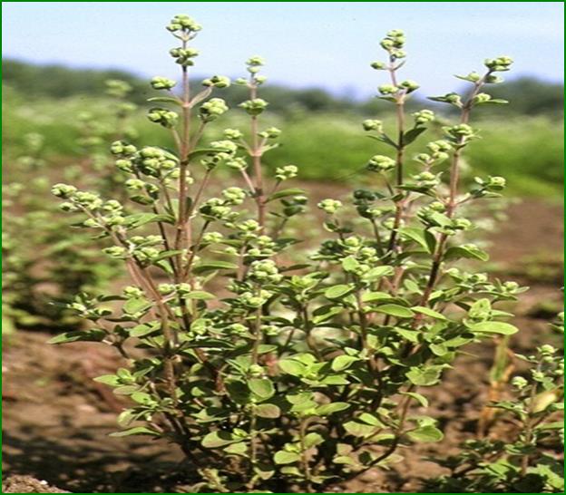 Majorannae herba Majoranna Illóolaj összetevői: - terpinének (40%) -