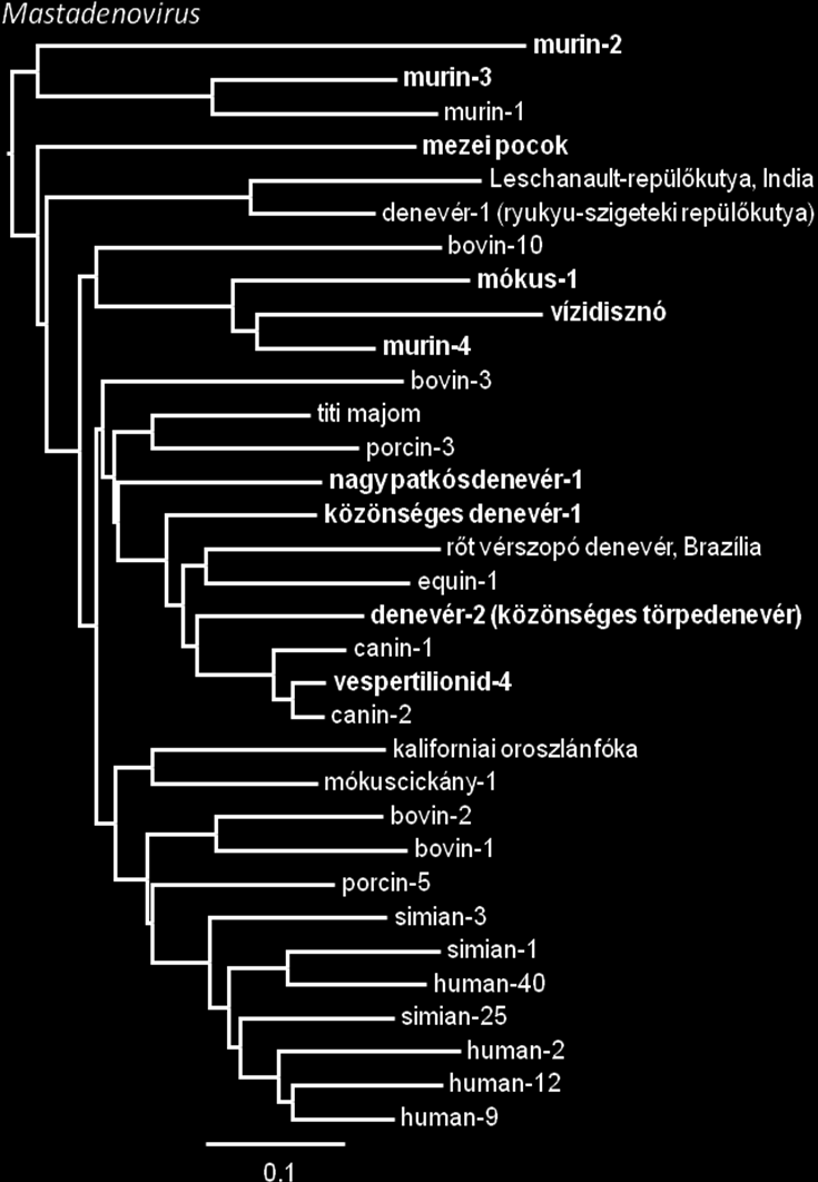 3. ábra. A részleges DNS-polimeráz fehérjén alapuló, mastadenovírusokat tartalmazó távolsági mátrix-szal számított törzsfa-rekonstrukció, melyen az összes új rágcsáló AdV szerepel.
