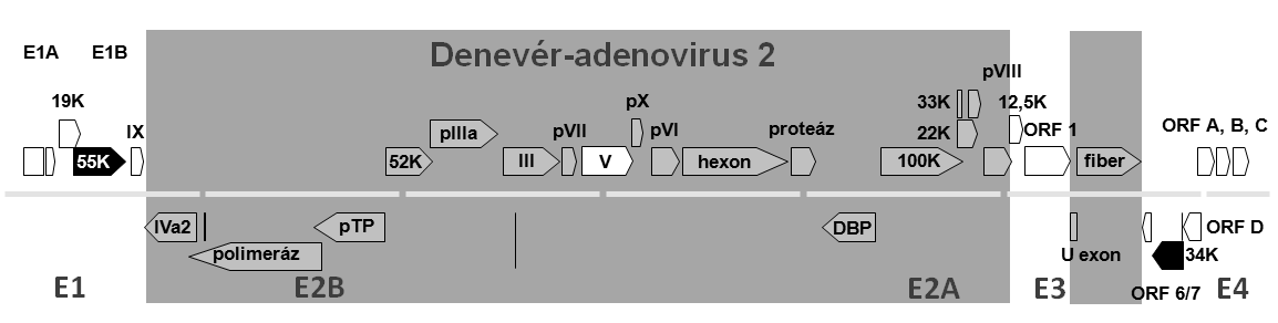 5. ábra. A SqAdV-1 középső, megismert genomszakaszának térképe. A középen futó vízszintes vonalak az 5 kb-nak megfelelő szekvencia szakaszokat jelzik. 6.2.3.
