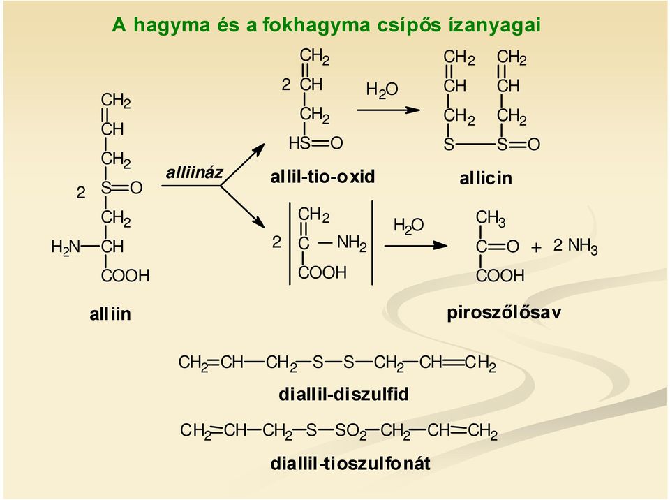 allicin CH 2 H 2 O CH 3 2 C N H 2 C O + 2NH 3 COOH COOH alliin piroszőlősav CH 2 CH CH