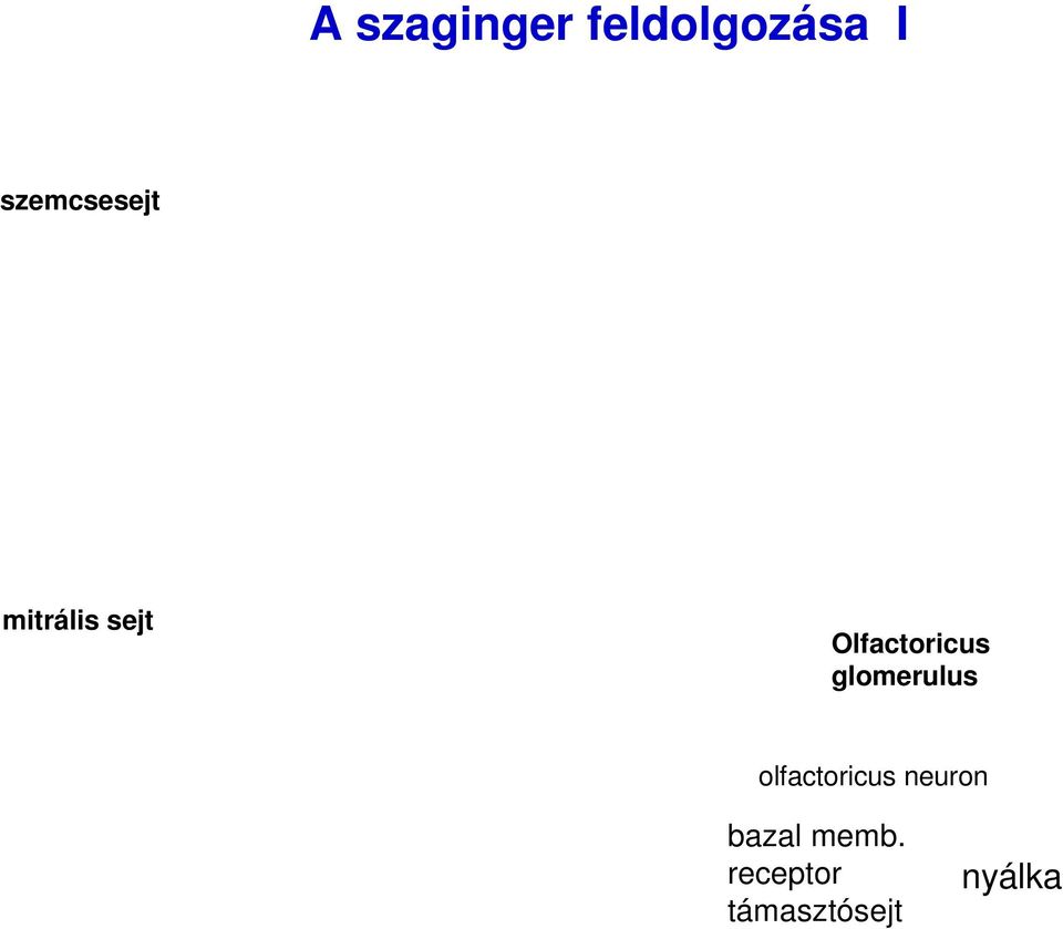 Olfactoricus glomerulus