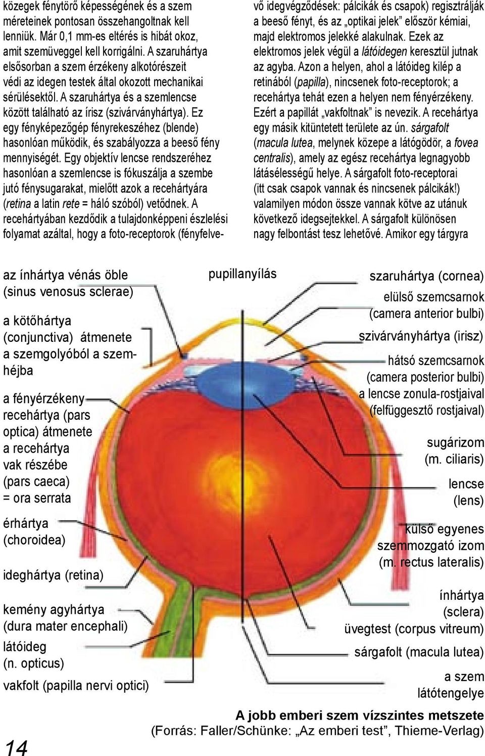 Ez egy fényképezőgép fényrekeszéhez (blende) hasonlóan működik, és szabályozza a beeső fény mennyiségét.