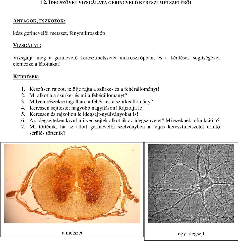 fénymikroszkóp, ember- és békavér-kenet (kész mikroszkópos preparátum) -  PDF Free Download