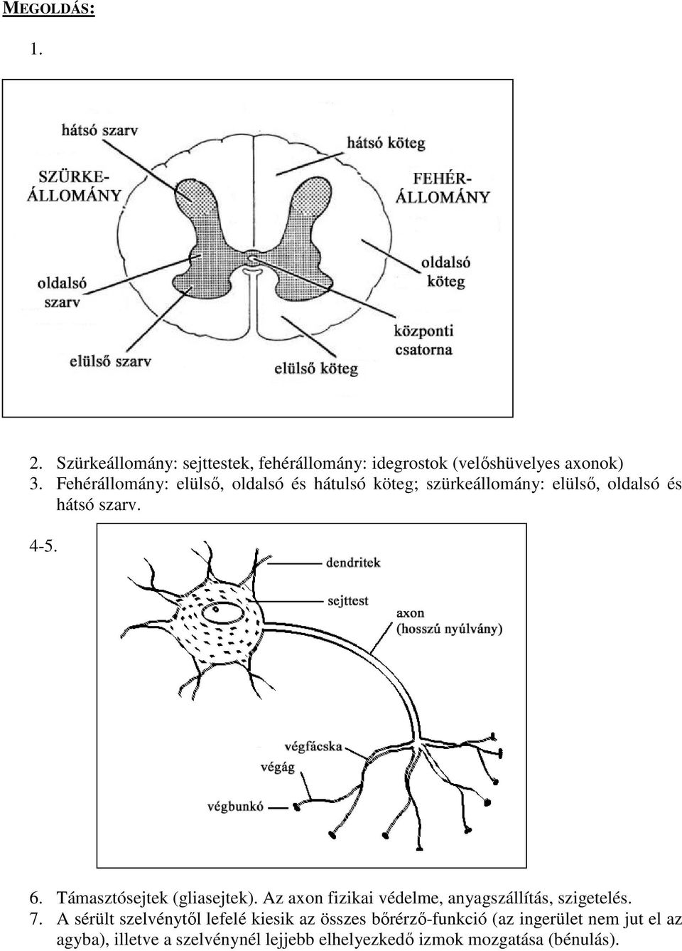 Támasztósejtek (gliasejtek). Az axon fizikai védelme, anyagszállítás, szigetelés. 7.