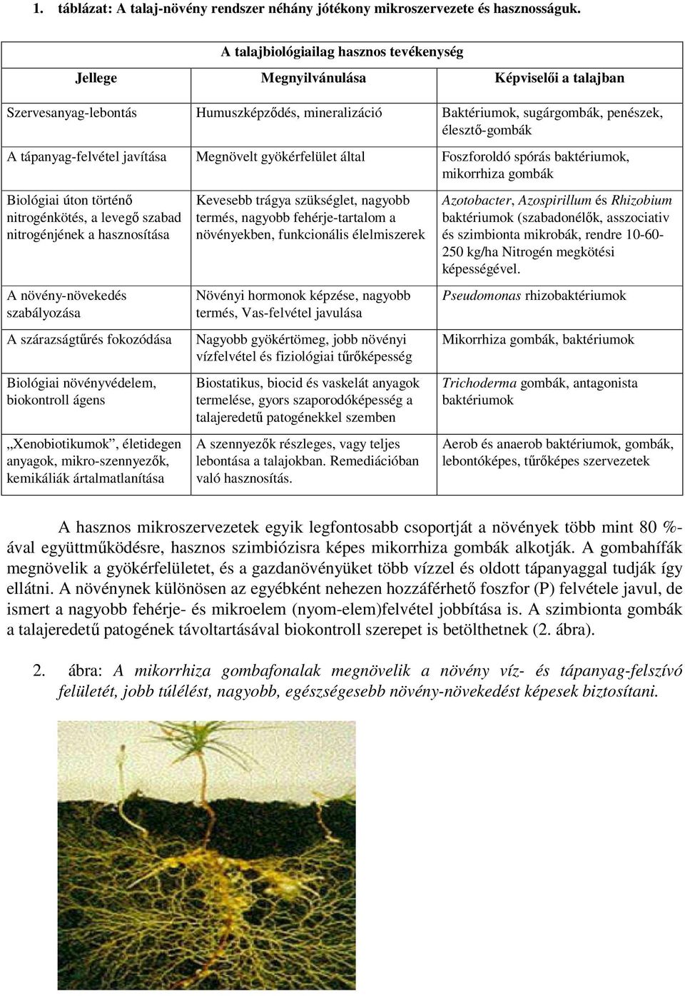 tápanyag-felvétel javítása Megnövelt gyökérfelület által Foszforoldó spórás baktériumok, mikorrhiza gombák Biológiai úton történő nitrogénkötés, a levegő szabad nitrogénjének a hasznosítása A