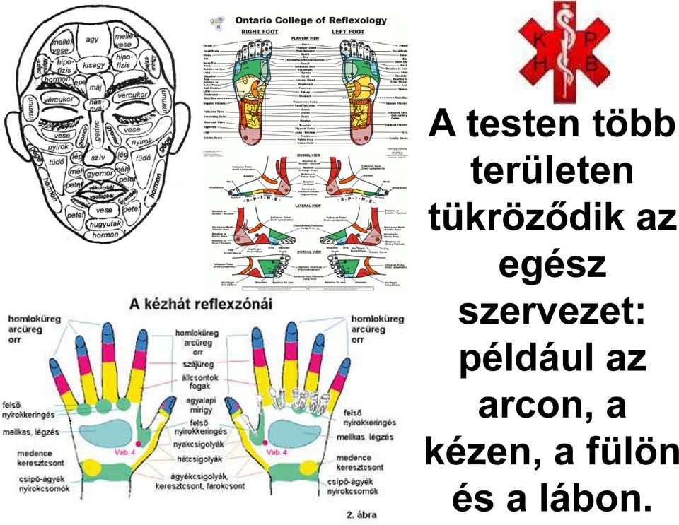 szervezet: például az