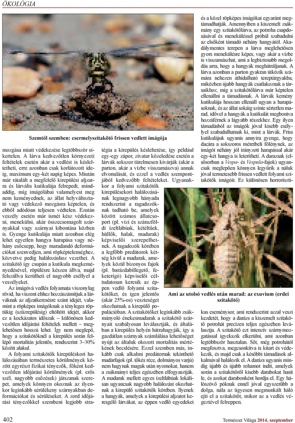 Miután már rátalált a megfelel kirepülési aljzatra és lárvális kutikulája felrepedt, mindaddig, míg imágólábai valamelyest meg nem keményednek, az állat helyváltoztató vagy védekez mozgásra képtelen,
