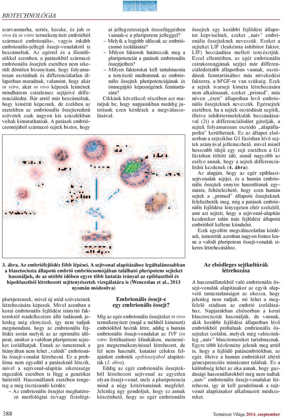 valamint, hogy akár in vitro, akár in vivo képesek lennének mindhárom csíralemez sejtjeivé differenciálódni.