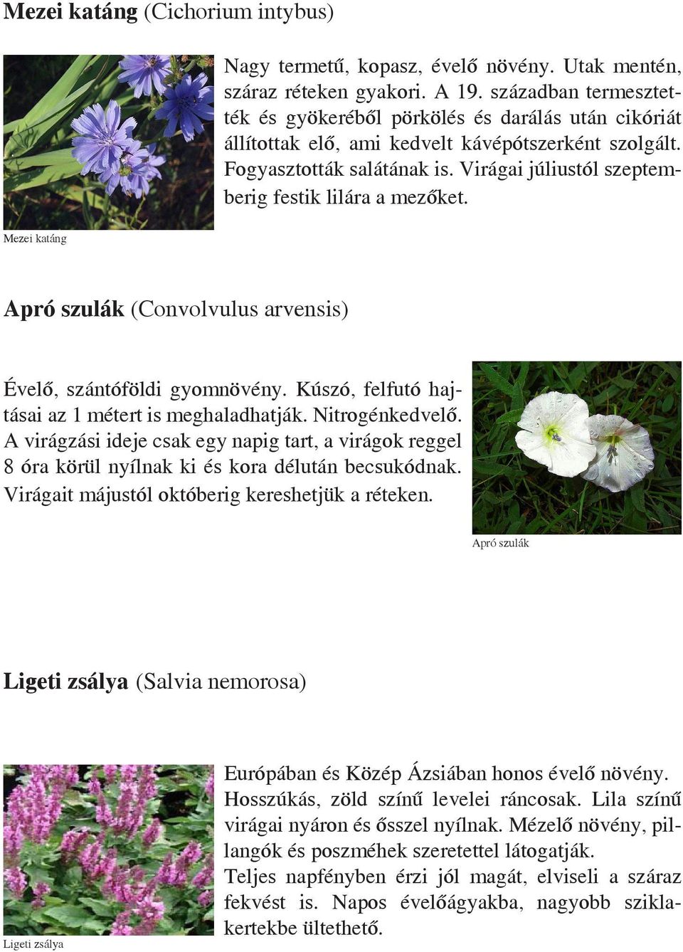 Virágai júliustól szeptemberig festik lilára a mezőket. Mezei katáng Apró szulák (Convolvulus arvensis) Évelő, szántóföldi gyomnövény. Kúszó, felfutó hajtásai az 1 métert is meghaladhatják.