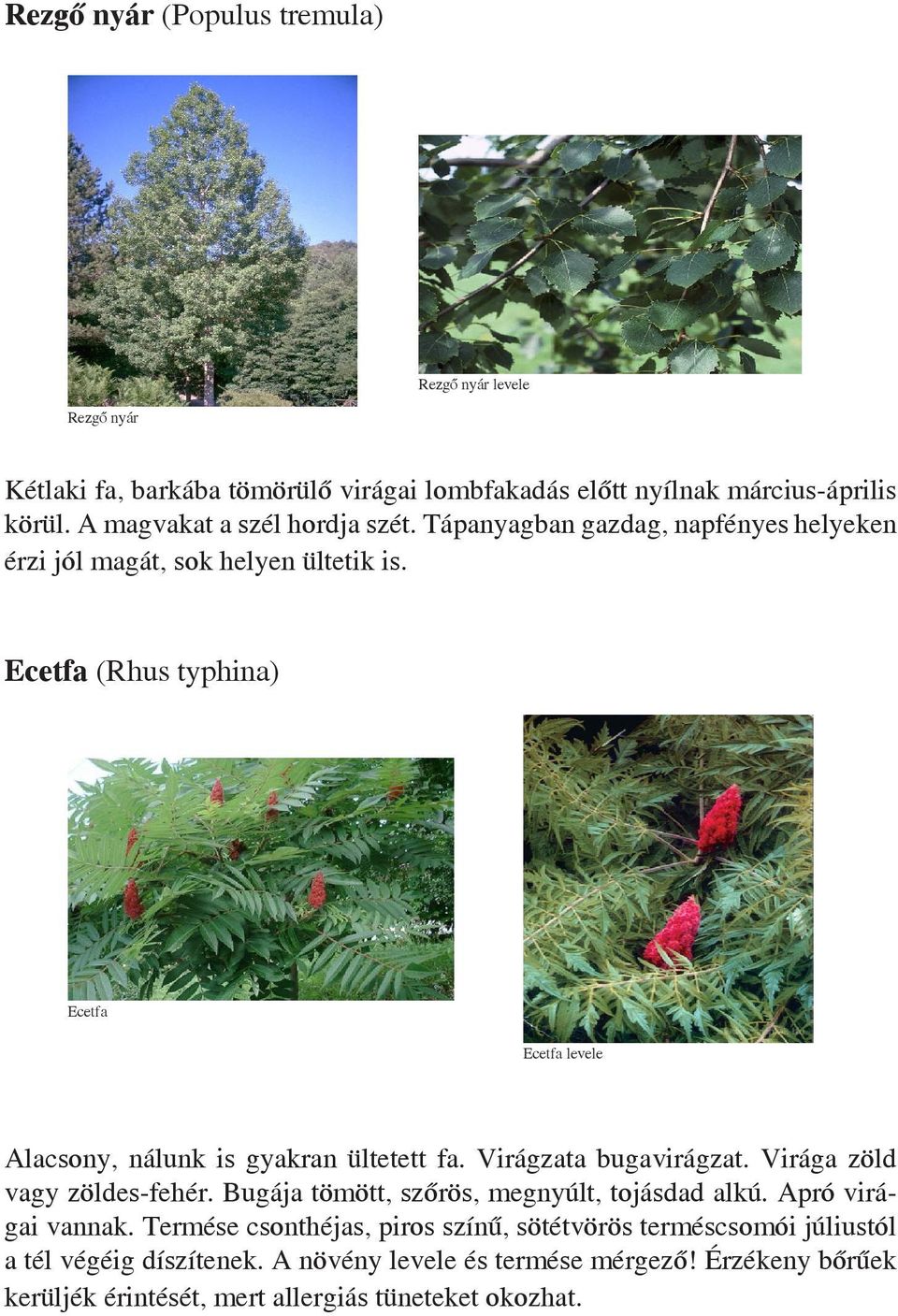 Ecetfa (Rhus typhina) Ecetfa Ecetfa levele Alacsony, nálunk is gyakran ültetett fa. Virágzata bugavirágzat. Virága zöld vagy zöldes-fehér.