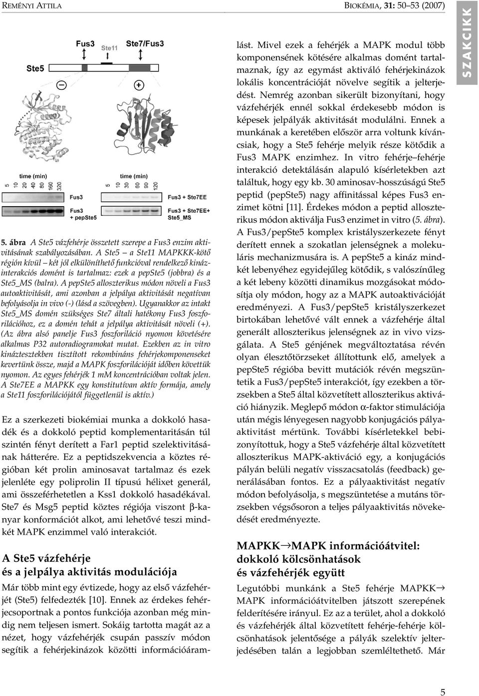 A pepste5 alloszterikus módon növeli a Fus3 autoaktivitását, ami azonban a jelpálya aktivitását negatívan befolyásolja in vivo (-) (lásd a szövegben).