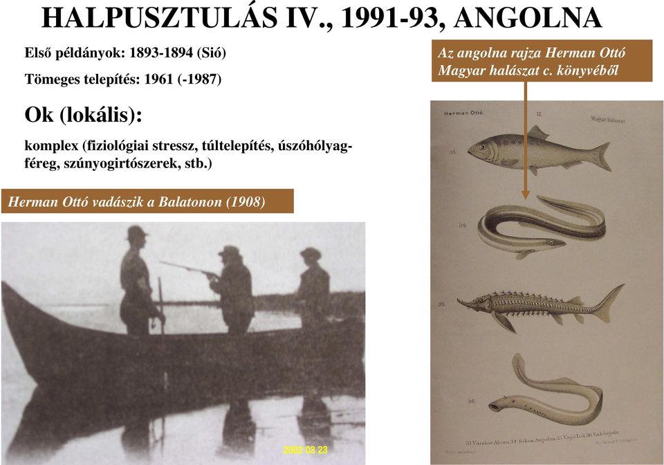 1961 (-1987) Ok (lokális): komplex (fiziológiai stressz, túltelepítés,