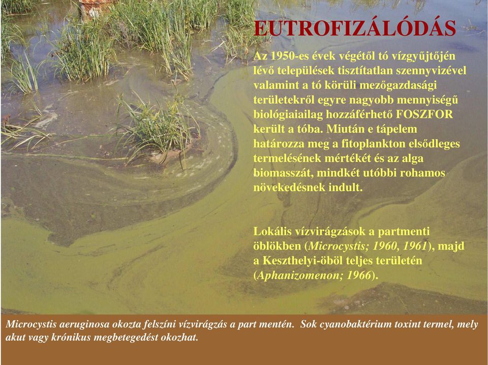 Miután e tápelem határozza meg a fitoplankton elsıdleges termelésének mértékét és az alga biomasszát, mindkét utóbbi rohamos növekedésnek indult.