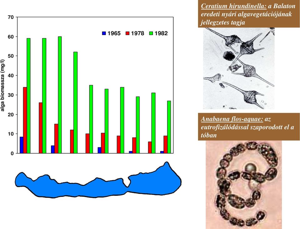 jellegzetes tagja alga biomassza (mg/l) 50 40 30 20