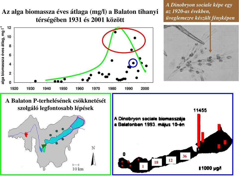 1970 1980 1990 2000 A Dinobryon sociale képe egy az 1920-as években, üveglemezre