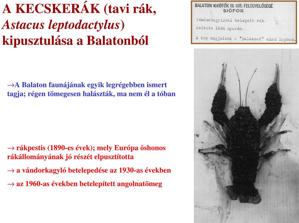 tóban rákpestis (1890-es évek); mely Európaıshonos rákállományának jó részét