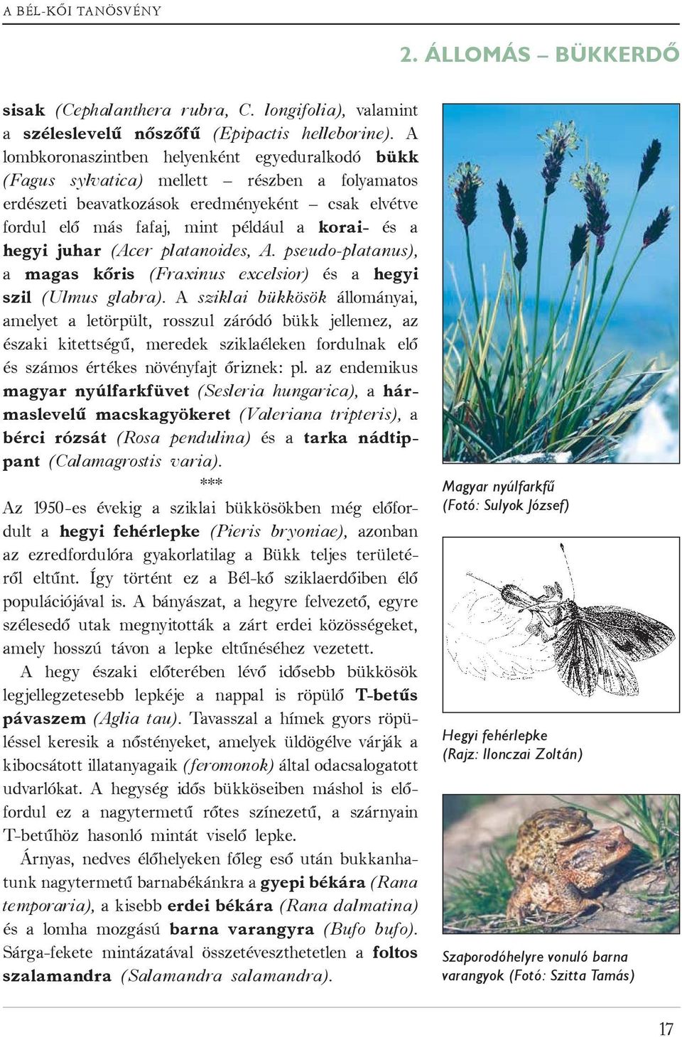 hegyi juhar (Acer platanoides, A. pseudo-platanus), a magas kőris (Fraxinus excelsior) és a hegyi szil (Ulmus glabra).